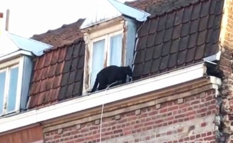 VIDEO Crna pantera pobjegla vlasniku i šetala krovovima francuskog gradića